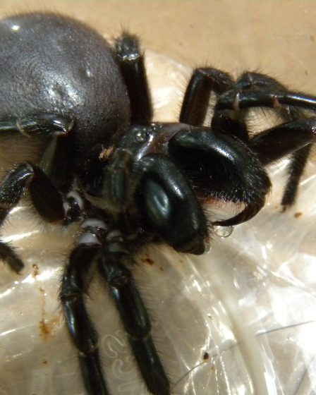 Un Australien sauvé par un antidote aux piqûres d'araignées 6 Un Australien sauvé par un antidote aux piqûres d'araignées - 5