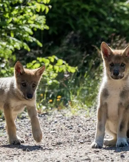 Neuf portées de louveteaux ont été détectées en Norvège et dans les zones frontalières avec la Suède cet hiver - 22