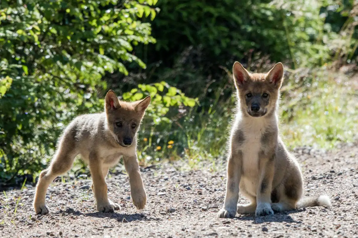 Neuf portées de louveteaux ont été détectées en Norvège et dans les zones frontalières avec la Suède cet hiver 4 Neuf portées de louveteaux ont été détectées en Norvège et dans les zones frontalières avec la Suède cet hiver - 3