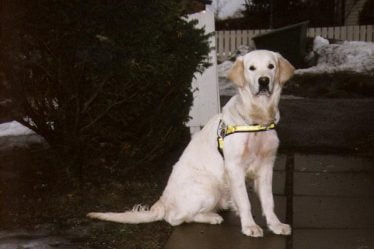 La première école de chiens-guides du pays fête ses 50 ans - 10