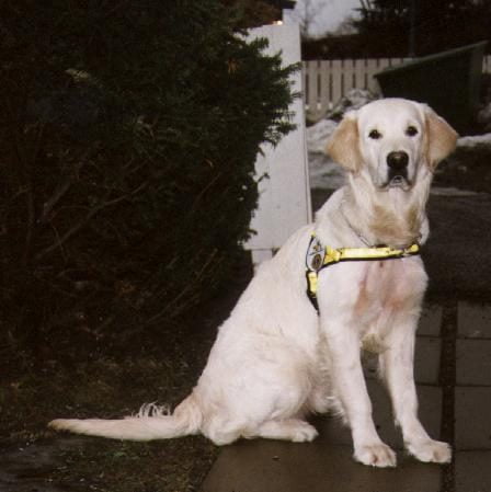 La première école de chiens-guides du pays fête ses 50 ans 26 La première école de chiens-guides du pays fête ses 50 ans - 25