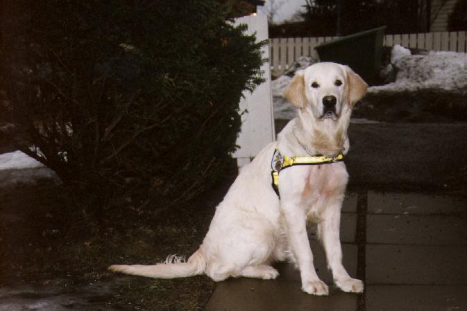 La première école de chiens-guides du pays fête ses 50 ans - 3