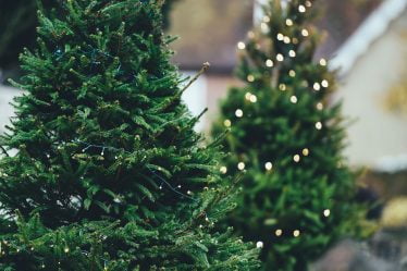 Les Norvégiens veulent des arbres de Noël produits en Norvège - 25