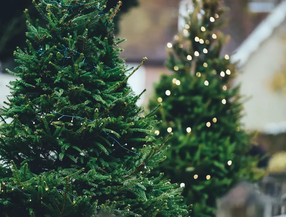 Les Norvégiens veulent des arbres de Noël produits en Norvège 4 Les Norvégiens veulent des arbres de Noël produits en Norvège - 3