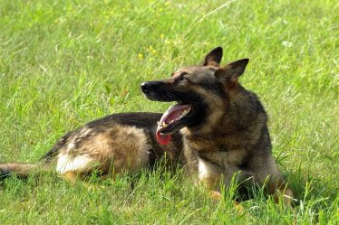 14 chiens policiers ont été importés illégalement - 18