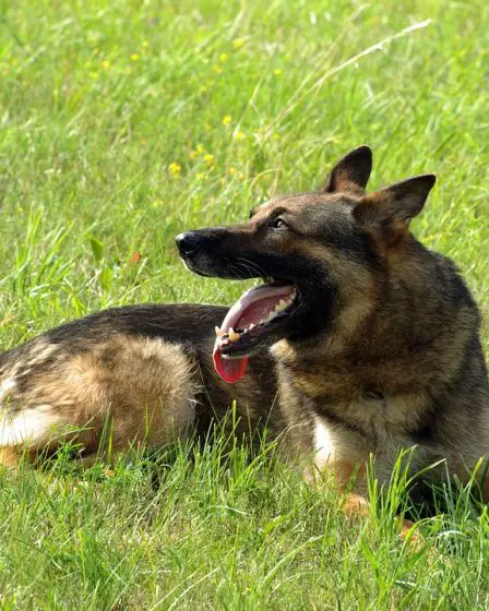 14 chiens policiers ont été importés illégalement - 26