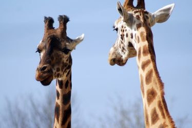 Les scientifiques placent la girafe sur la "liste rouge" d'extinction - 16