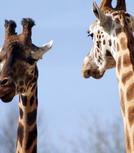 Les scientifiques placent la girafe sur la "liste rouge" d'extinction - 11