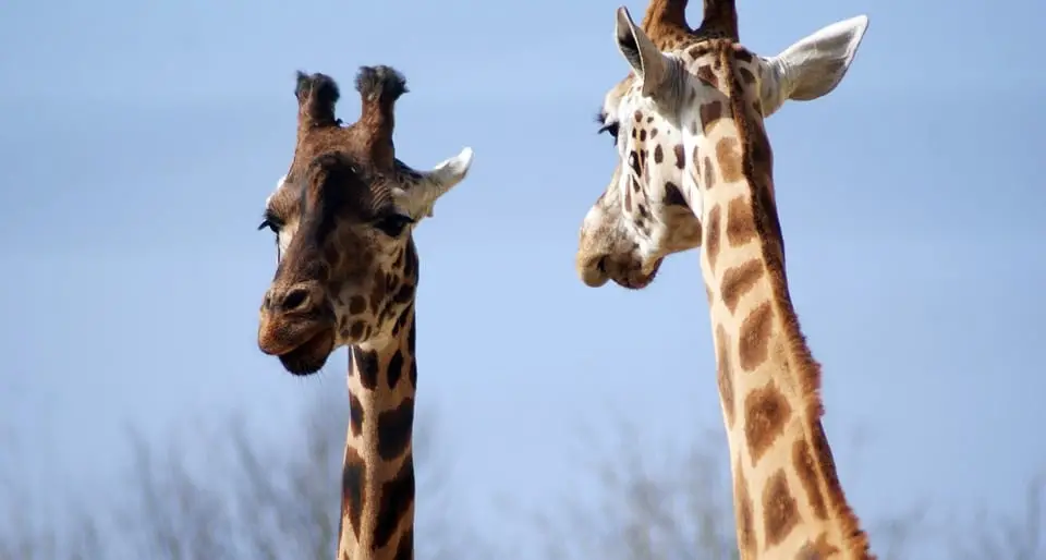 Les scientifiques placent la girafe sur la "liste rouge" d'extinction 4 Les scientifiques placent la girafe sur la "liste rouge" d'extinction - 3