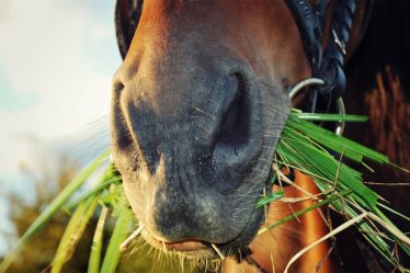 Mann a été signalé pour un possible viol de cheval - 18