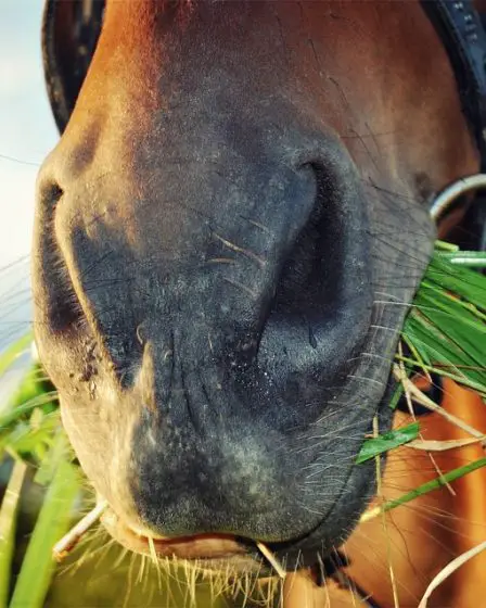 Mann a été signalé pour un possible viol de cheval 40 Mann a été signalé pour un possible viol de cheval - 39