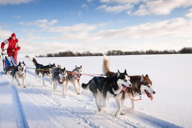 Magnifique balade en traîneau avec des Huskies à Tromso - 77