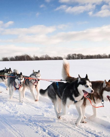 Magnifique balade en traîneau avec des Huskies à Tromso 29 Magnifique balade en traîneau avec des Huskies à Tromso - 28