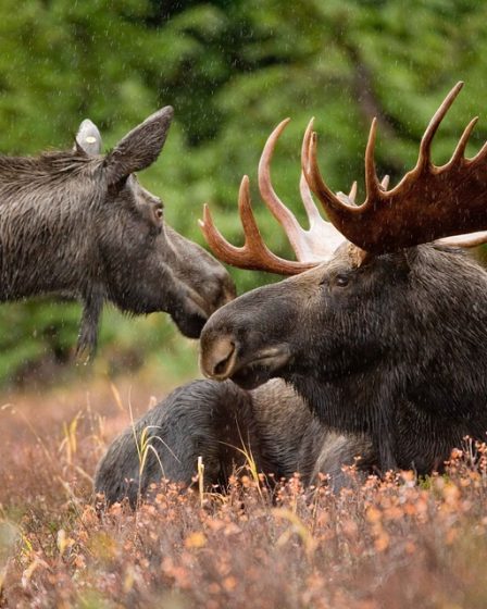 La chasse aux hedmarks n'est plus au top 2 La chasse aux hedmarks n'est plus au top - 1