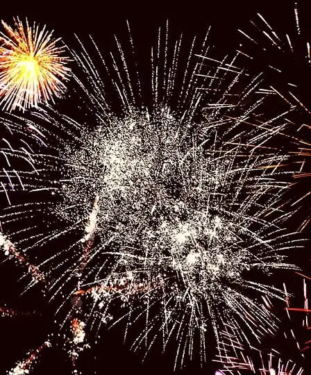 Préparez vos animaux de compagnie pour les fêtes de fin d'année 17 Préparez vos animaux de compagnie pour les fêtes de fin d'année - 16