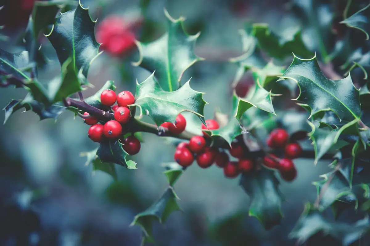 Le houx et le lierre : comment les pratiques païennes se sont retrouvées à Noël - 3