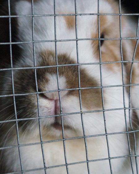 Petits animaux gravement maltraités au lycée 14 Petits animaux gravement maltraités au lycée - 13