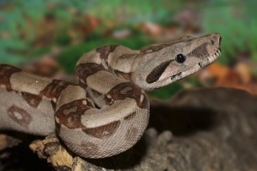 Des douaniers ont trouvé un serpent boa dans une voiture sur un ferry en provenance du Danemark - 18