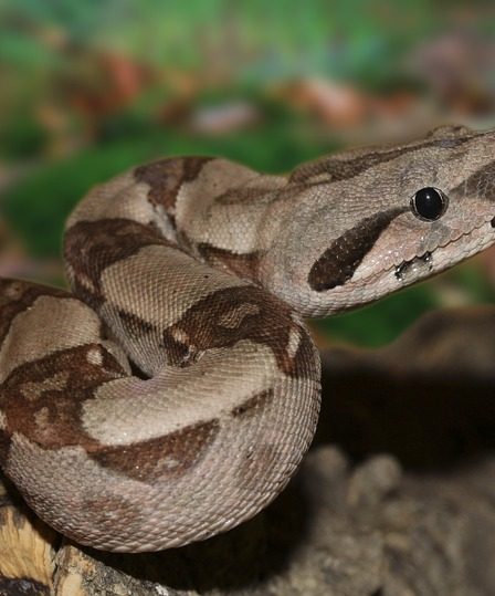 Des douaniers ont trouvé un serpent boa dans une voiture sur un ferry en provenance du Danemark 12 Des douaniers ont trouvé un serpent boa dans une voiture sur un ferry en provenance du Danemark - 11