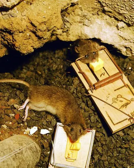 Problème de rat à l'hôpital Radium d'Oslo 5 Problème de rat à l'hôpital Radium d'Oslo - 4