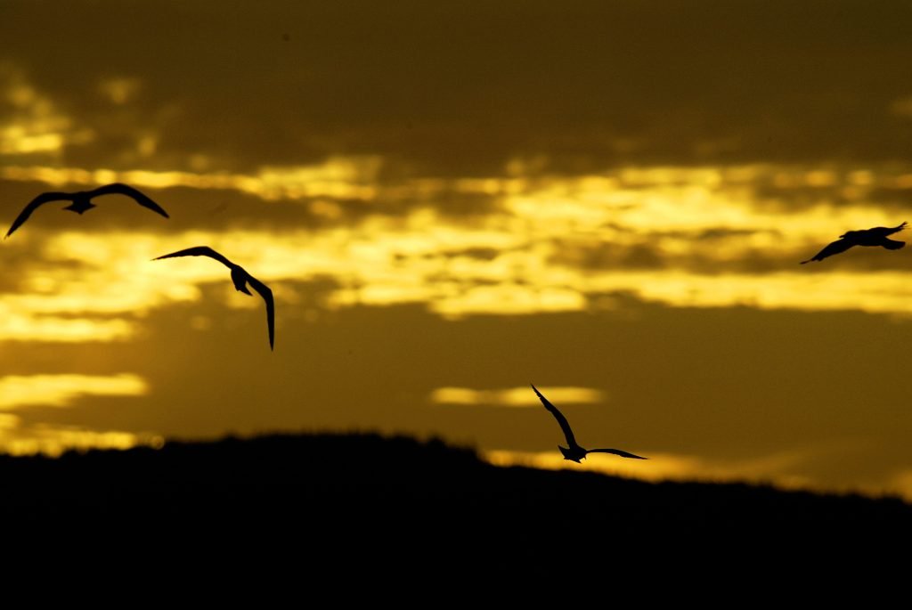 Record de chaleur dans certaines parties de la Norvège 4 Record de chaleur dans certaines parties de la Norvège - 3