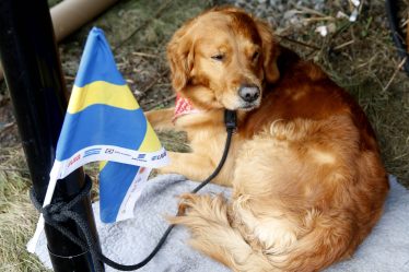 De nouvelles règles pour les chiens voyageant à l'étranger - 16