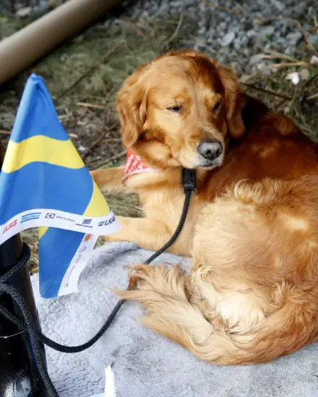 De nouvelles règles pour les chiens voyageant à l'étranger 14 De nouvelles règles pour les chiens voyageant à l'étranger - 13
