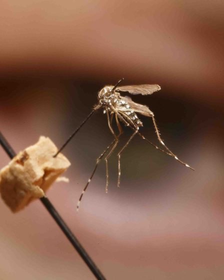 Vaccination de masse après une épidémie de fièvre jaune « exceptionnellement importante » au Brésil 5 Vaccination de masse après une épidémie de fièvre jaune « exceptionnellement importante » au Brésil - 4