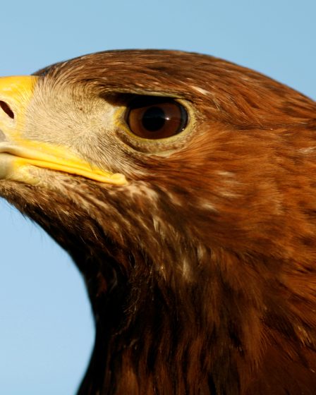 Moins de poussins d'aigle royal cette année 5 Moins de poussins d'aigle royal cette année - 4