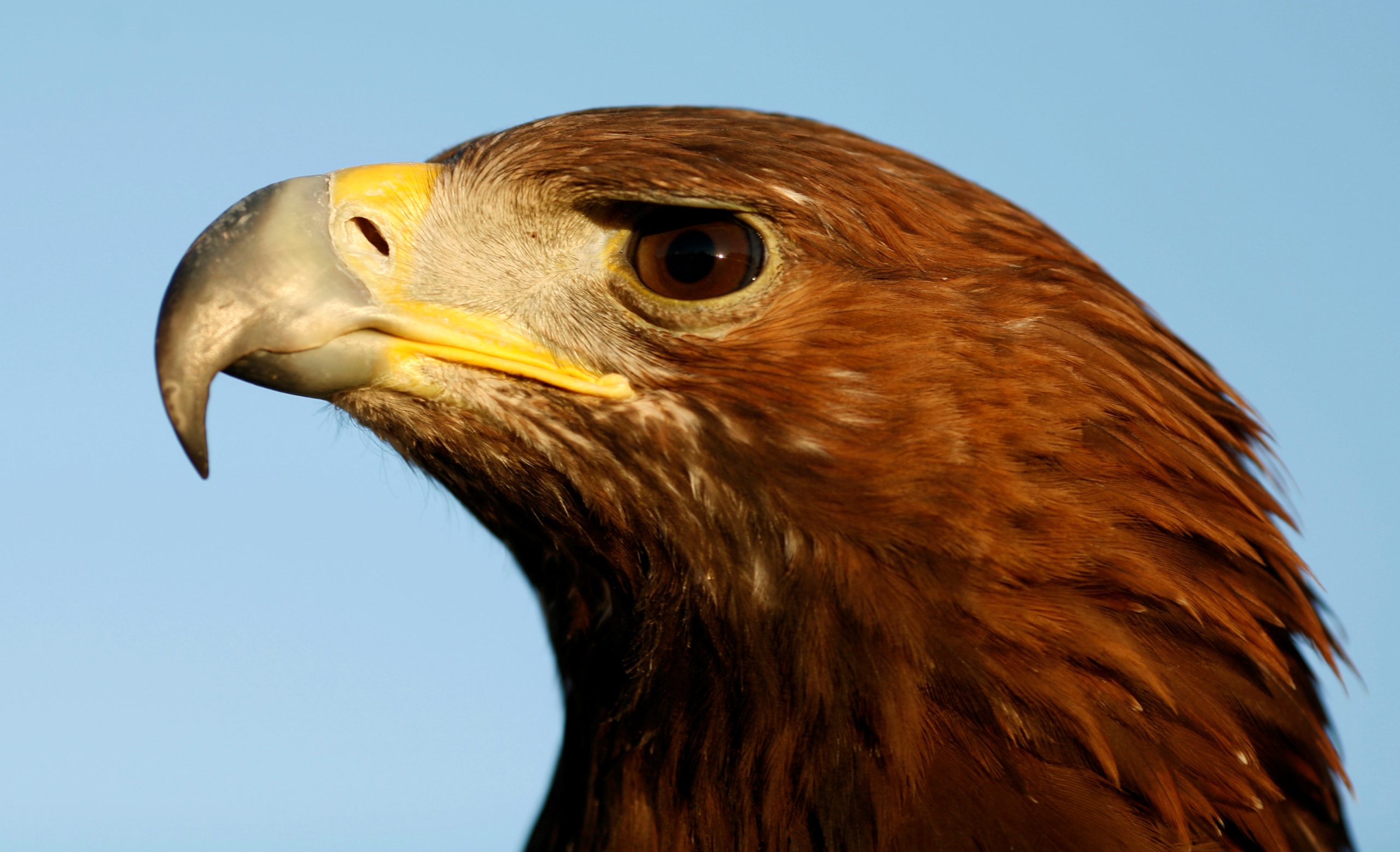 Moins de poussins d'aigle royal cette année 4 Moins de poussins d'aigle royal cette année - 3