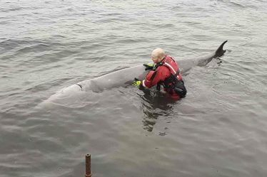 Baleine tuée avec miséricorde à Sotra près de Bergen - 20