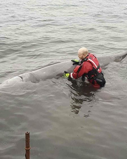 Baleine tuée avec miséricorde à Sotra près de Bergen - 22