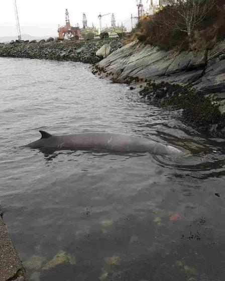 Une baleine malade avait 30 sacs en plastique dans l'estomac 18 Une baleine malade avait 30 sacs en plastique dans l'estomac - 17