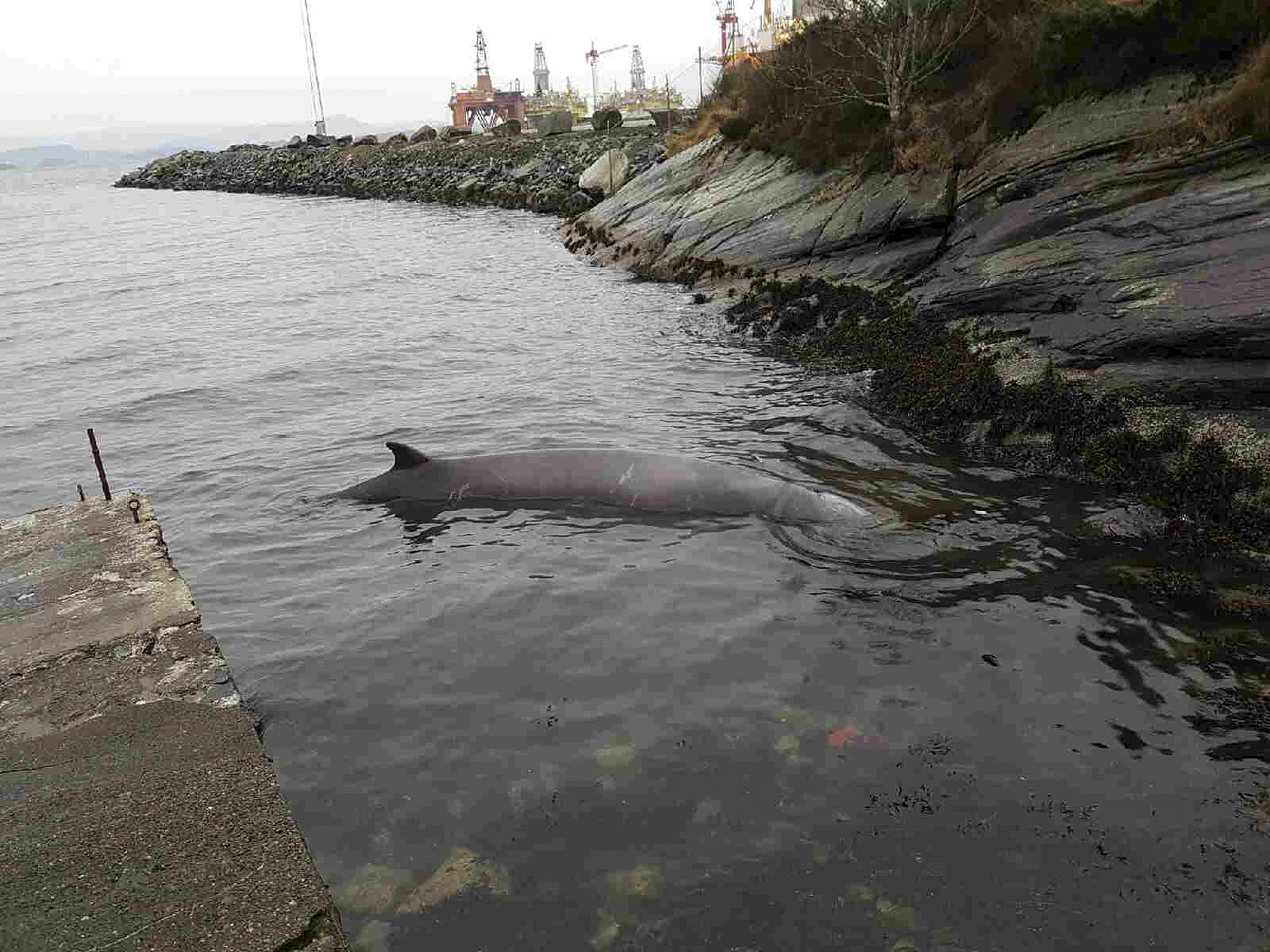 Une baleine malade avait 30 sacs en plastique dans l'estomac 4 Une baleine malade avait 30 sacs en plastique dans l'estomac - 3