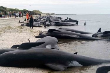 400 baleines échouées en Nouvelle-Zélande - 20