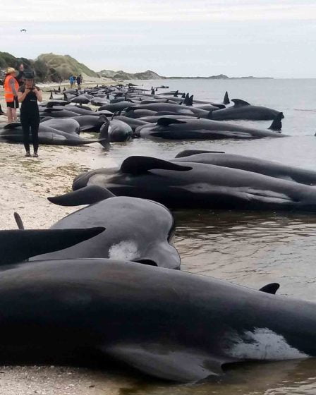 400 baleines échouées en Nouvelle-Zélande 17 400 baleines échouées en Nouvelle-Zélande - 16