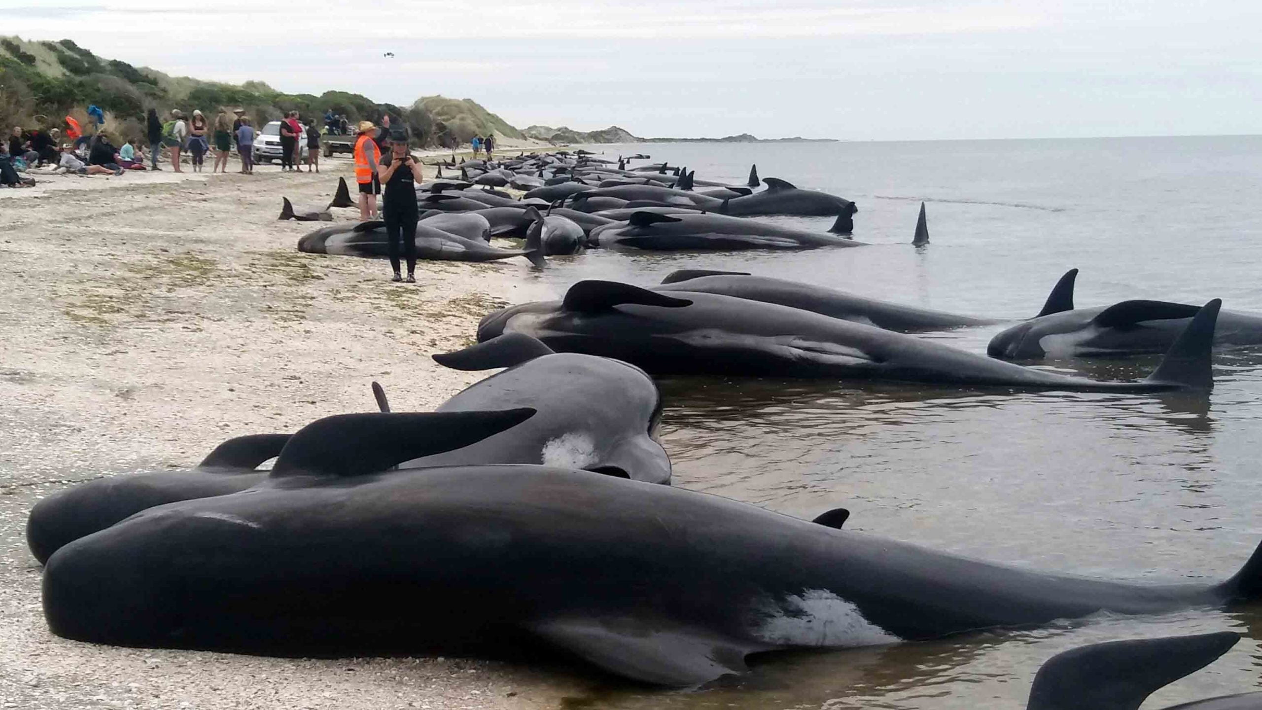 400 baleines échouées en Nouvelle-Zélande 4 400 baleines échouées en Nouvelle-Zélande - 3