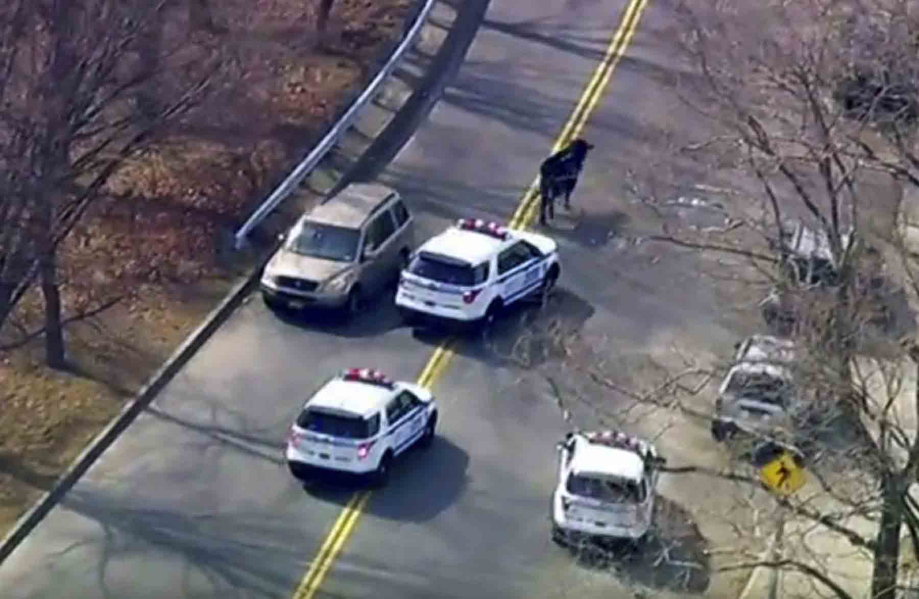 Taureau en fuite à New York 4 Taureau en fuite à New York - 3