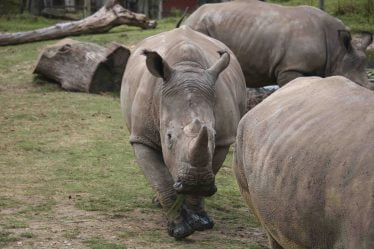 Des rhinocéros abattus dans un zoo français - 20