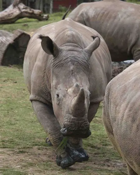 Des rhinocéros abattus dans un zoo français 24 Des rhinocéros abattus dans un zoo français - 23