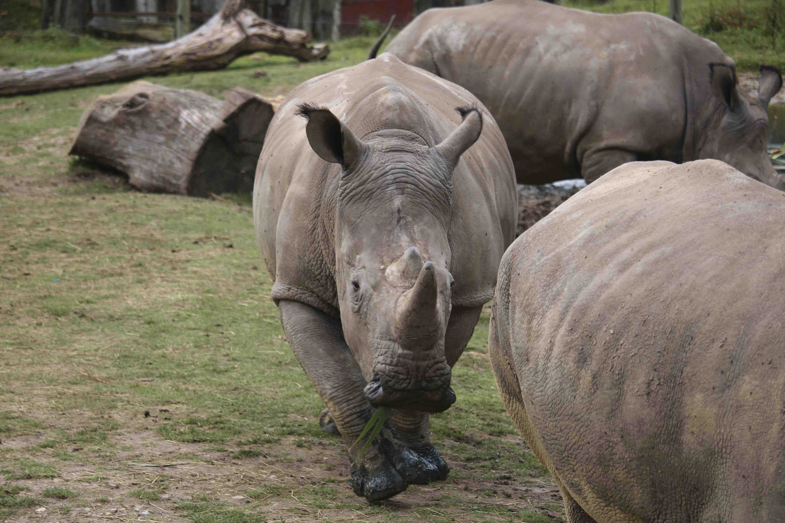 Des rhinocéros abattus dans un zoo français 4 Des rhinocéros abattus dans un zoo français - 3