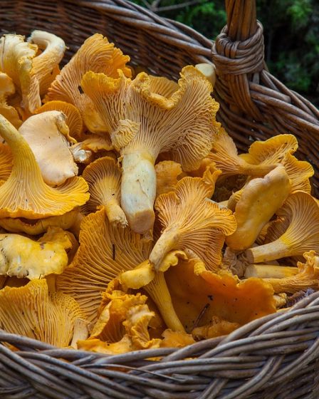 Le temps d'été alternant donne une super saison de Chanterelle 26 Le temps d'été alternant donne une super saison de Chanterelle - 25