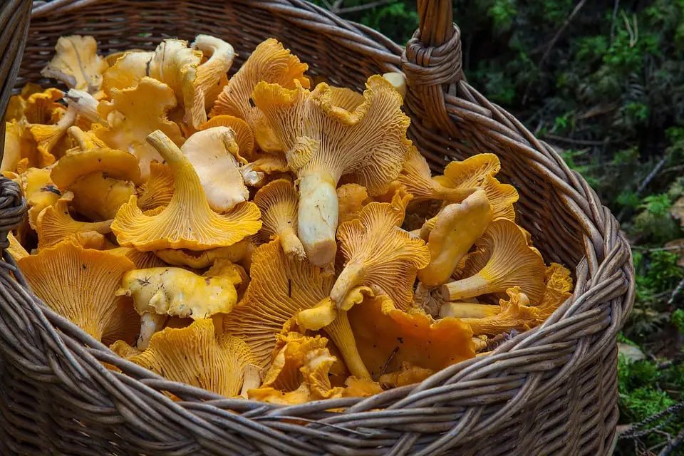 Le temps d'été alternant donne une super saison de Chanterelle 4 Le temps d'été alternant donne une super saison de Chanterelle - 3