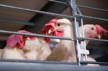 Grippe aviaire : le Danemark va abattre 100 000 poulets - 18