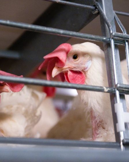 Grippe aviaire : le Danemark va abattre 100 000 poulets - 16