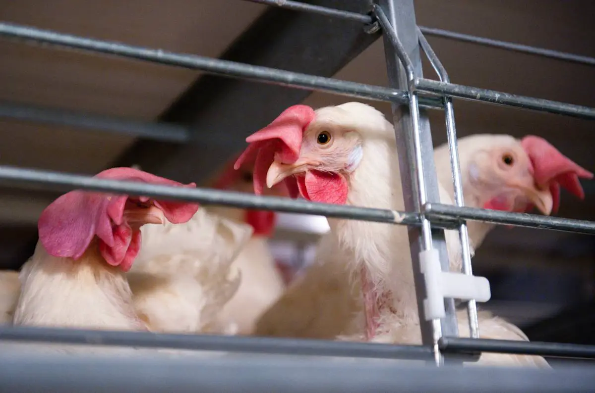 Grippe aviaire : le Danemark va abattre 100 000 poulets 4 Grippe aviaire : le Danemark va abattre 100 000 poulets - 3