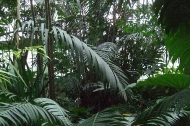 Helgesen visitant les forêts tropicales du Congo - 18