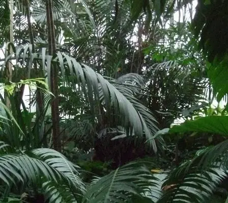 Helgesen visitant les forêts tropicales du Congo - 22