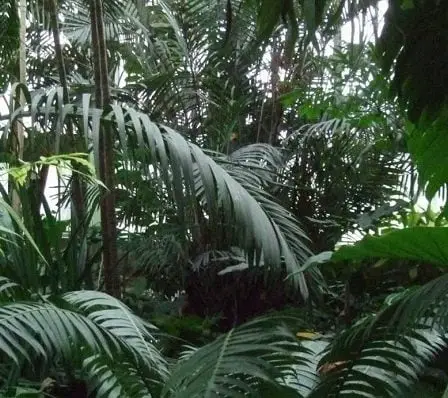 Helgesen visitant les forêts tropicales du Congo 20 Helgesen visitant les forêts tropicales du Congo - 19