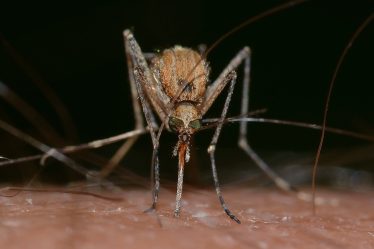 L'Asie doit se préparer au Zika - 20